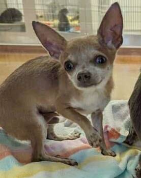 Rescue Chihuahua Dogs for Adoption in Austin, Texas - Quill | PetCurious