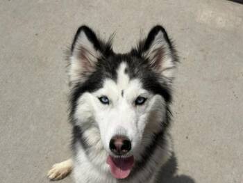 JENNY -  Siberian Husky Dog Available for Adoption in Tulsa, Oklahoma - JENNY | PetCurious
