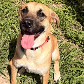 Black Mouth Cur Dogs Available for Adoption in Harlingen, Texas - Cinnamon | PetCurious