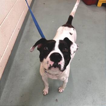 Mixed Breed Dogs Available for Adoption in Memphis, Tennessee - Chalupa | PetCurious