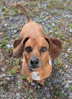 Henry in TN -  Dachshund Dog for Adoption in Shelbyville, Tennessee - Henry In TN | PetCurious