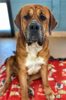 Rescue Mastiff Dogs for Adoption in Meherrin, Virginia - Porkchop | PetCurious