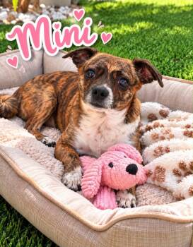 Mini -  Chihuahua Dog for Adoption in Cape Coral, Florida - Mini | PetCurious