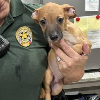 Sorry -  Whippet and Mixed Breed Dog for Adoption in Buchanan Dam, Texas - Sorry | PetCurious