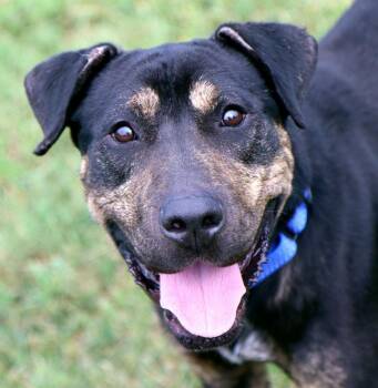 Hunter (AO37242) -  Rottweiler Dog for Adoption in Kansas City, Kansas - Hunter (AO37242) | PetCurious