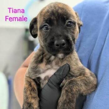 Tiana -  Retriever and Mixed Breed Dog for Adoption in Griswold, Connecticut - Tiana | PetCurious