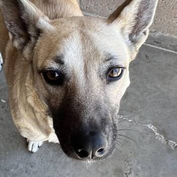 Shiba -  German Shepherd Dog Dog for Adoption in Yuma, Arizona - Shiba | PetCurious