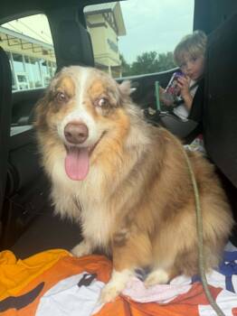 Remington -  Australian Shepherd Dog for Adoption in Houston, Texas - Remington | PetCurious