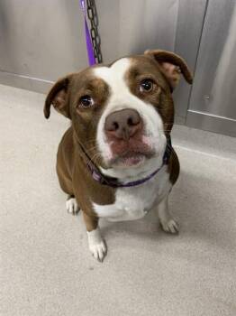 CONNIE -  Pit Bull Terrier Dog for Adoption in Fairbanks, Alaska - CONNIE | PetCurious