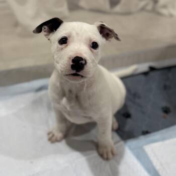 Mixed Breed Dogs Available for Adoption - Snow | PetCurious