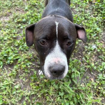 Rescue Pit Bull Terrier and Mixed Breed Dogs for Adoption in East St. Louis, Illinois - Adelaide | PetCurious