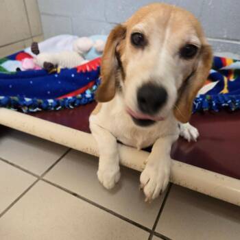 Meryl -  Beagle Dog for Adoption in West Branch, Michigan - Meryl | PetCurious
