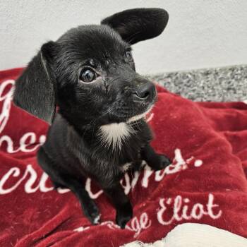 Chi Chi -  Chihuahua and Terrier Dog for Adoption in Kingman, Kansas - Chi Chi | PetCurious