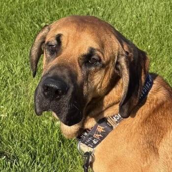 Mastiff and Great Dane Dogs Available for Adoption in Chicago, Illinois - Moose | PetCurious