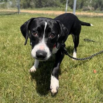 Mable -  Mixed Breed Dog Available for Adoption in Janesville, Wisconsin - Mable | PetCurious