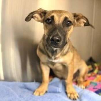 Puppy (3) 10/27/2026 -  Shepherd and Mixed Breed Dog for Adoption in Bullhead City, Arizona - Puppy (3) 10/27/2026 | PetCurious