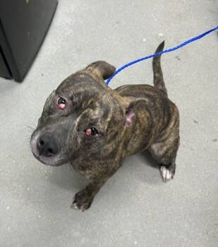 Rescue Mixed Breed Dogs for Adoption in West Chester, Pennsylvania - Charmie | PetCurious