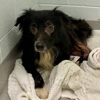 Dunn -  Collie Dog for Adoption in Chattanooga, Tennessee - Dunn | PetCurious