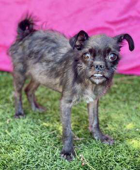 AVA -  Terrier Dog for Adoption in Rowland Heights, California - AVA | PetCurious