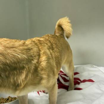 Rumor -  Chihuahua and Pug Dog for Adoption in Harrisonburg, Virginia - Rumor | PetCurious