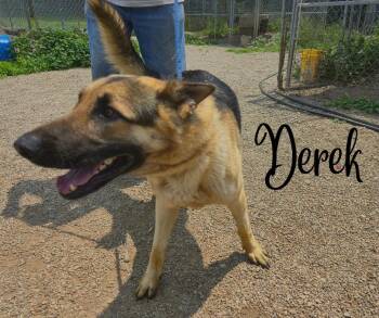 Rescue German Shepherd Dog Dogs for Adoption in Marion, Indiana - Derek | PetCurious
