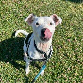 Mixed Breed Dogs Available for Adoption in Durham, North Carolina - Spring | PetCurious