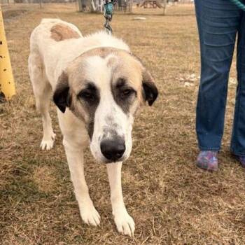 Great Pyrenees and Mixed Breed Dogs Available for Adoption - Freya - 00361 | PetCurious