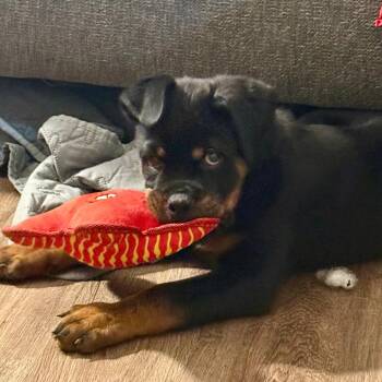 Rottie -  Rottweiler Dog for Adoption in Cincinnati, Ohio - Rottie | PetCurious