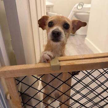PJ -  Mixed Breed and Chihuahua Dog for Adoption in West Palm Beach, Florida - PJ | PetCurious