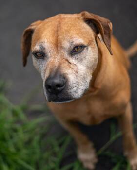 Skittles -  Pit Bull Terrier Dog for Adoption in Stratham, New Hampshire - Skittles | PetCurious