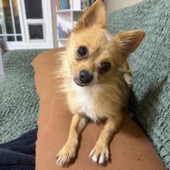 Felipe -  Chihuahua Dog for Adoption in Corona, California - Felipe | PetCurious