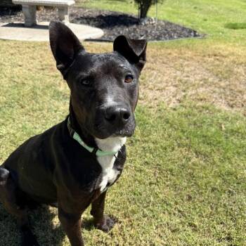 Casper -  Mixed Breed Dog for Adoption in Fresno, California - Casper | PetCurious