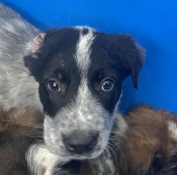 Mixed Breed Dogs Available for Adoption - ROXY | PetCurious