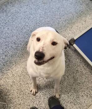 Bodhi -  Terrier Dog Available for Adoption in Athens, Tennessee - Bodhi | PetCurious