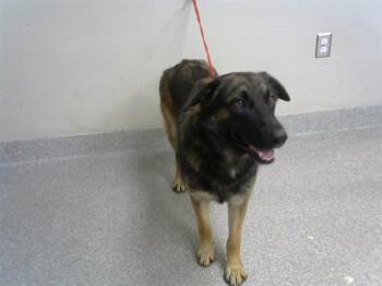 TOODY -  German Shepherd Dog and Mixed Breed Dog for Adoption in Pasadena, Texas - TOODY | PetCurious