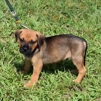 Mater -  Mixed Breed Dog for Adoption in Searcy, Arkansas - Mater | PetCurious