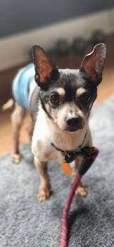 Chihuahua Dogs Available for Adoption in Shorewood, Illinois - Fuego  | PetCurious