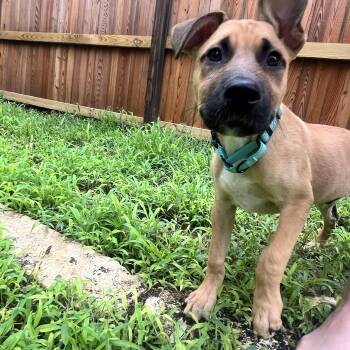 Roscoe -  Labrador Retriever Dog for Adoption in San Antonio, Texas - Roscoe | PetCurious