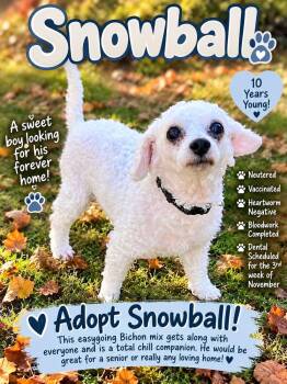 Snowball -  Bichon Frise Dog for Adoption in Saginaw, Michigan - Snowball | PetCurious