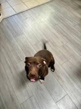 Rescue Pit Bull Terrier Dogs for Adoption in Arvada, Colorado - Elliot | PetCurious