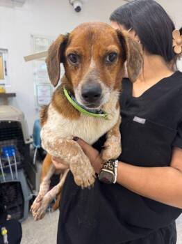 Dachshund and Beagle Dogs Available for Adoption in New York, New York - Chloe | PetCurious