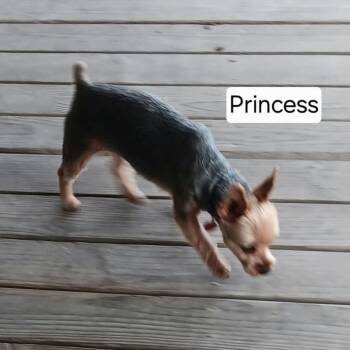 pRINCESS -  Yorkshire Terrier and Mixed Breed Dog for Adoption in Spring Hill, Kansas - PRINCESS | PetCurious