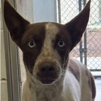 Lola -  Mixed Breed Dog for Adoption - Lola | PetCurious