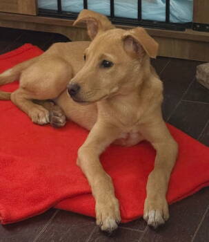 Rescue Labrador Retriever Dogs for Adoption in Germantown, Ohio - Otto Ranger | PetCurious