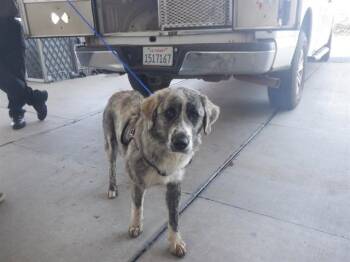 Australian Shepherd and Mixed Breed Dogs Available for Adoption in Oroville, California - SHEILA | PetCurious
