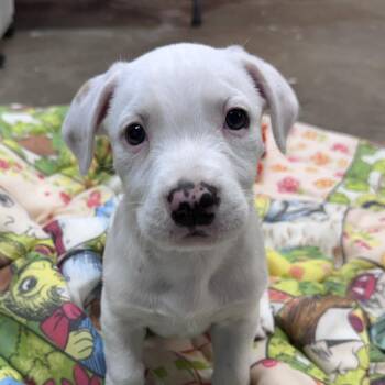 Wheaten Terrier and Weimaraner Dogs Available for Adoption in Andover, Massachusetts - Pebbles Buckaroo - Local Pup | PetCurious