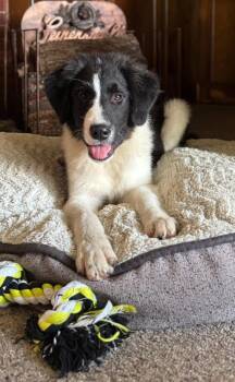 Sully -  Border Collie and Shepherd Dog for Adoption in Richland Center, Wisconsin - Sully | PetCurious