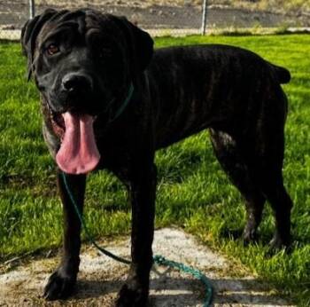 Nala - 59280546 -  Cane Corso Dog for Adoption in Elko, Nevada - Nala - 59280546 | PetCurious