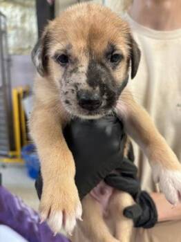 Howard -  Retriever and Mixed Breed Dog for Adoption in Conway, Arkansas - Howard | PetCurious