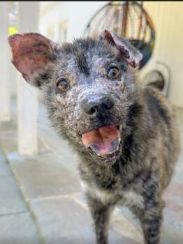 Shepherd Dogs Available for Adoption in Holly Springs, North Carolina - Rue | PetCurious